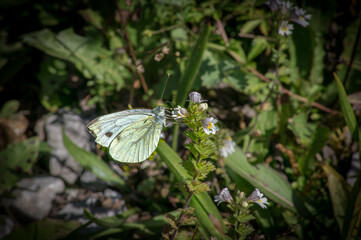 Großer Kohlweißling (Pieris brassicae) sitzt auf Blume