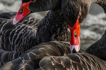 Foto op Aluminium closeup of black swan couples feathers and textures © studioworkstock