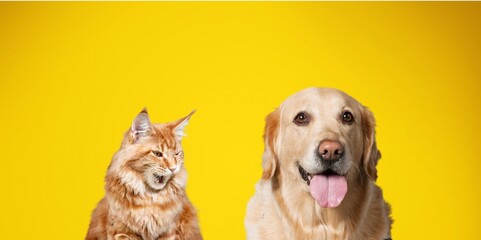 Portrait hungry dog and cat pet on color background