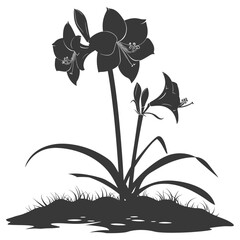 Silhouette amaryllis flower in the ground black color only