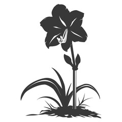 Silhouette amaryllis flower in the ground black color only