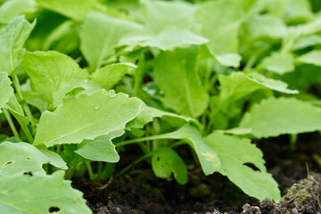 Radishes are grown at spring