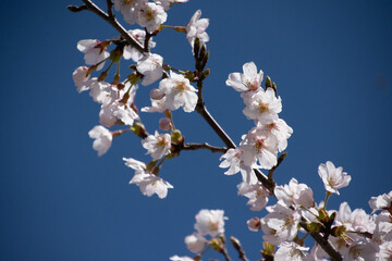 桜の枝