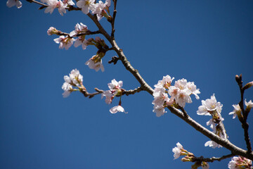 桜の枝