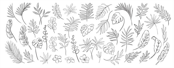 set of modern hand drawn tropical monstera eucalyptus banana exotic palm leaves branches and flowers silhouette on white background Botanical vector isolated trendy greenery illustratrations
