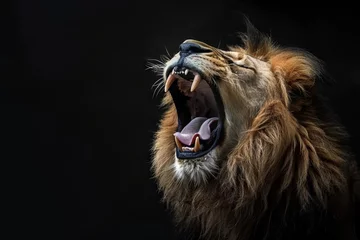 Fotobehang Majestic lion roaring against black background, powerful wildlife animal portrait, dramatic lighting © furyon