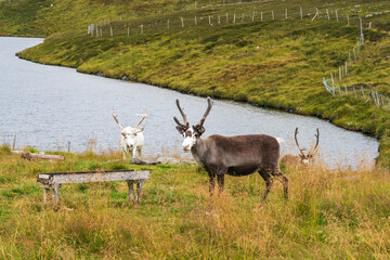 Reindeer in Nordkapp North Cape in Norway - 773082881