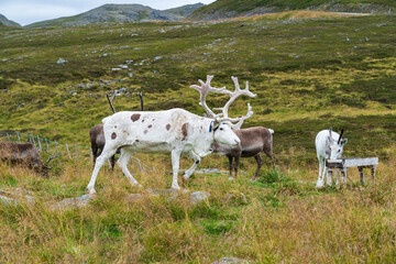 Reindeer in Nordkapp North Cape in Norway - 773083271