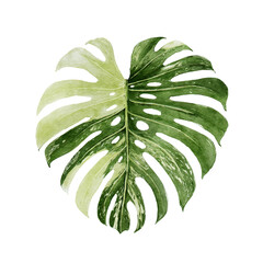Variegated Monstera leaves, tropical plant on an isolated white background, watercolor hand drawn illustration  © R&A Studio