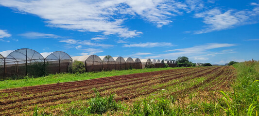 Fototapeta na wymiar vegetable garden with vegetables planted on plowed land and in a greenhouse