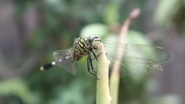 A dragonfly perched on the tip of an aloe vera plant leaf
