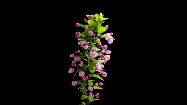 Spring flowers bloom. Timelapse shot of malus spectabilis blossoming flowers on black background.