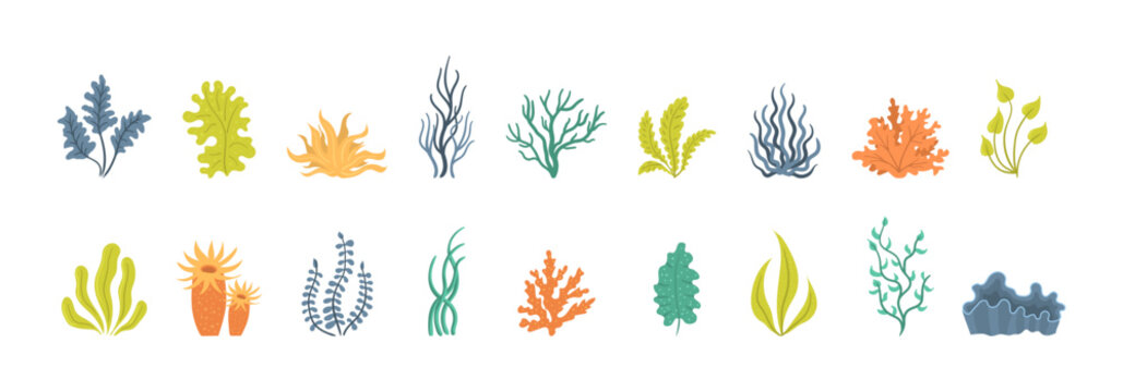 Collection of seaweeds, underwater sea plants, shells. Vector illustration of seaweeds, planting, marine algae and ocean corals silhouettes. Collection of cartoon algae