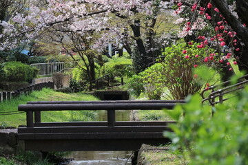 クリークにかかる橋と、、その上に咲く桜。