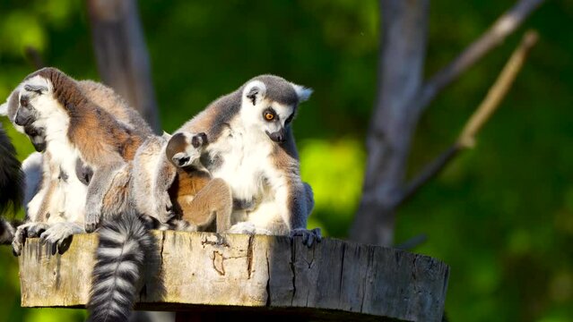 lemur and his baby sitting on a stump