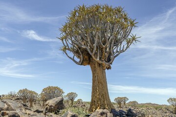 Panoramic picture of a quiver tree in the quiver tree forest near Keetmanshoop in southern Namibia
