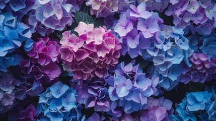 Fototapeta premium Cluster of Purple and Blue Flowers