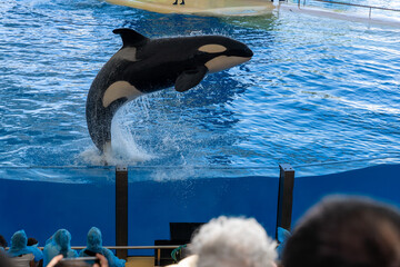 Killer whale, orca in the jump splashing water. Orca in a swimming pool