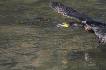 Cormorant in flight - 773090890
