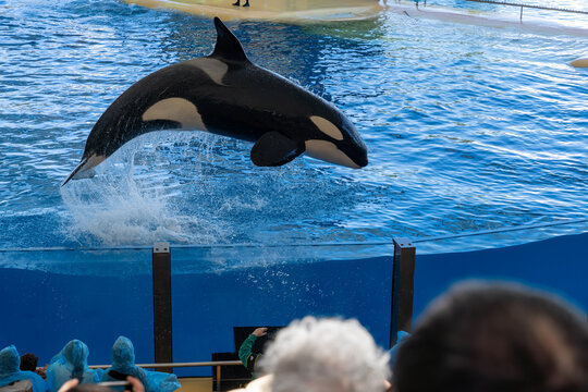 Killer whale, orca in the jump splashing water. Orca in a swimming pool