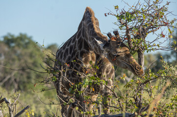 Giraffe (Giraffa camelopardalis) steht mit gebücktem Hals und frisst Blätter von einem Baum
