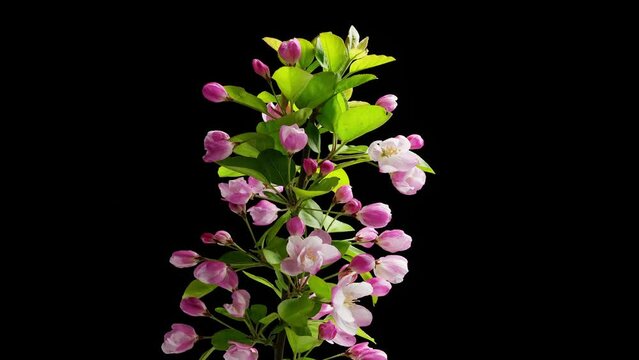 Spring flowers bloom. Timelapse shot of malus spectabilis blossoming flowers on black background.