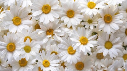 Fototapeta premium White Daisies Pattern