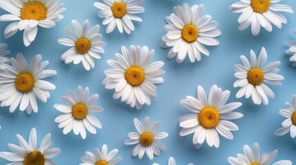 White Daisies Pattern on Blue Background