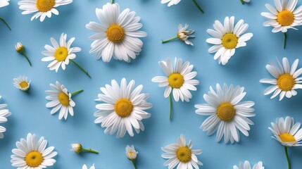 White Daisies Pattern on Blue Background
