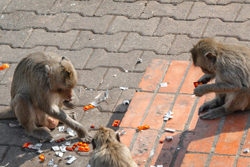 Long-tailed macaque named The crab-eating macaques thieves eating orange pills drug stolen Phra Prang Sam Yod, Lopburi Thailand  - obrazy, fototapety, plakaty