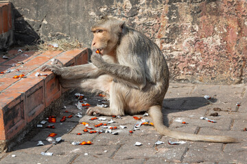 Long-tailed macaque named The crab-eating macaque thieve eating orange pills drug stolen Phra Prang Sam Yod, Lopburi Thailand  - obrazy, fototapety, plakaty