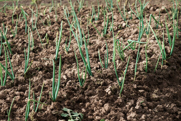 Young onion seedlings growing in soil outdoors in the garden. Selective focus