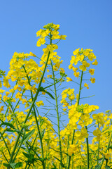 Obraz premium Yellow rape flowers bloom in spring