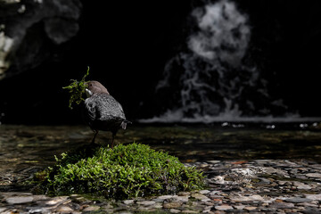 Nesting time, the dipper collects moss (Cinclus cinclus) - 773092214