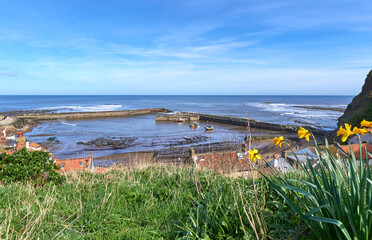 Daffodil flowers on a cliff top overlooking Staithes harbor on the East Yorkshire coast