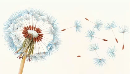 Fotobehang Pastel watercolor clipart of a single dandelion with seeds blowing away, isolated on white, for wishes and dreams themes © NEW