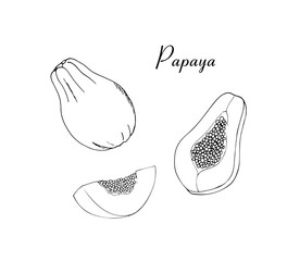 Hand-drawn exotic fruit papaya. Tropical sweet food. Papaya vector drawing set. Whole and sliced objects with leaves and seeds. Botanical sketch for label, juice packaging design, menu...