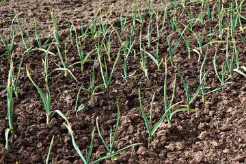 Young shoots of garlic in a field on a sunny spring day. Selective focus