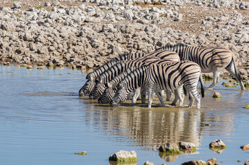 Fototapeta na wymiar Zebras (Equus quagga) trinken am Wasserloch von Okaukuejo in Namibia