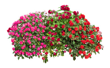 Tropical plant bush shrub red pink flower green tree isolated on white background. This has clipping path.	