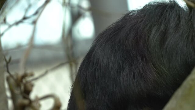 A white face saki monkey sitting on a branch and looking around