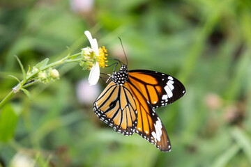Colorful butterfly resting on top of flower