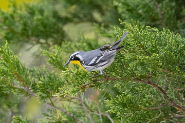Yellow-throated Warbler on evergreen branch