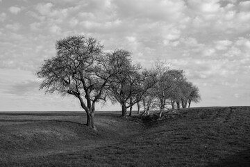 Monochrome Black and White Spring Landscape with Bare Trees and Meadow in the Mostviertel Region of Lower Austria