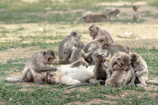 Long-tailed macaque named The crab-eating macaque family lousing each other, helping, grooming, finding flea Phra Prang Sam Yod, Lopburi Thailand