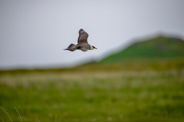 Arctic seagull.Seabird Arctic Skua, Stercorarius parasiticus, Bird in nature environment. Arctic wildlife in nature.