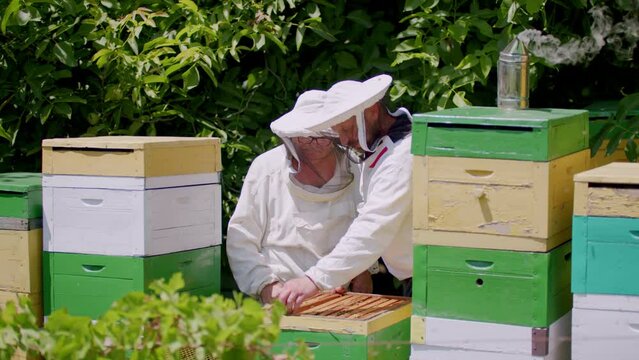 Amidst buzzing of bees two beekeepers in protective suits extract honey from hive. Their careful work in extract honey yields sweetest and most flavorful nectar reward for extract honey buzzing bees.