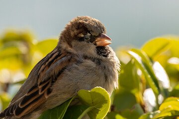 Kleiner Spatz im Sonnenlicht