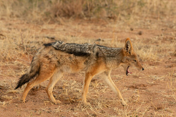 Schabrackenschakal (Canis mesomelas) geht gähnend durch die Savanne, dabei ist sein Maul...