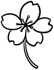 cherry blossoms sakura festival sakura line